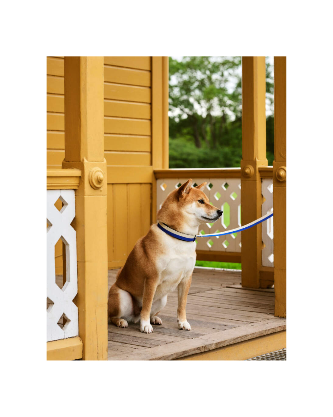 HAY Dogs Collar Flat M/L