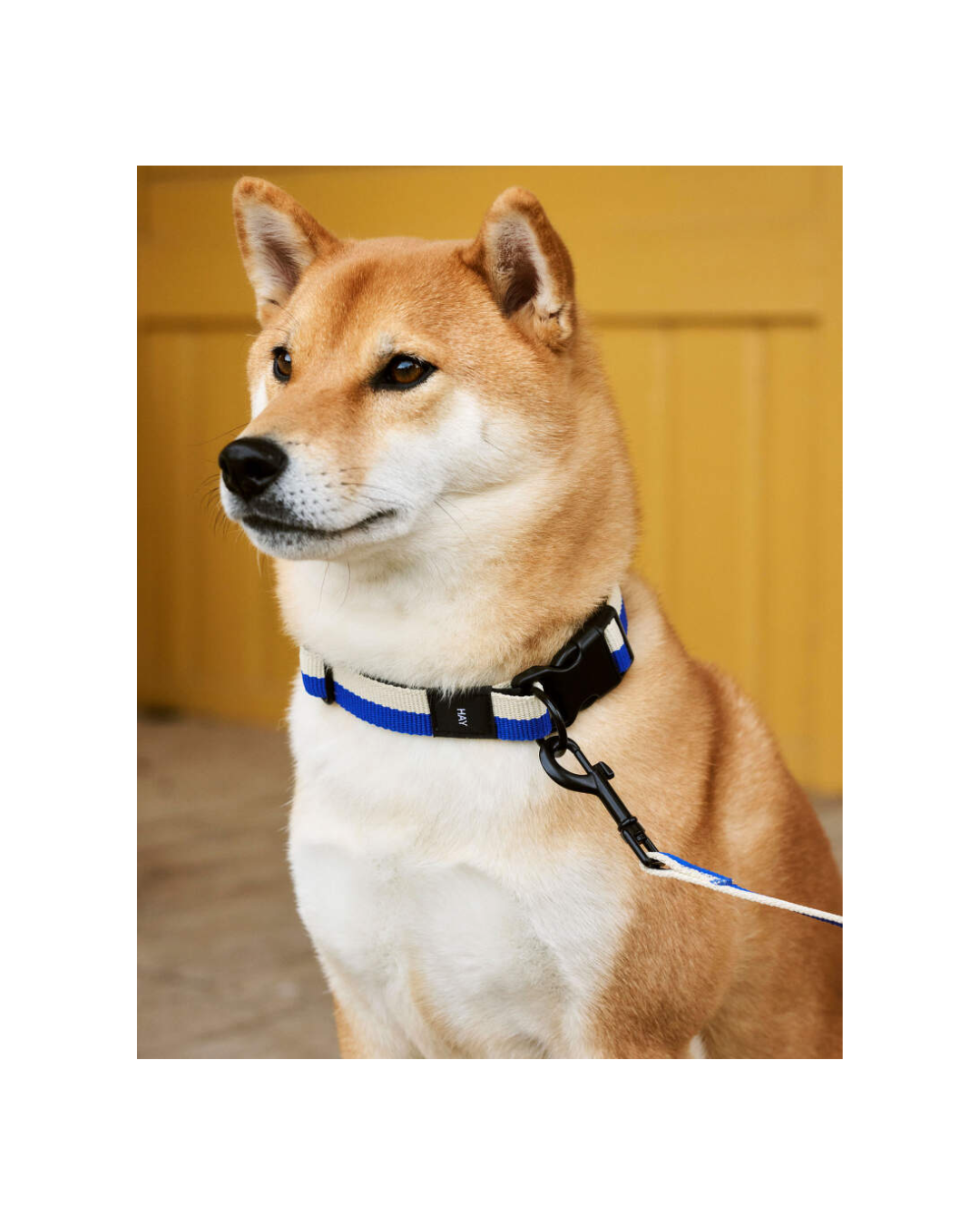 HAY Dogs Collar Flat M/L