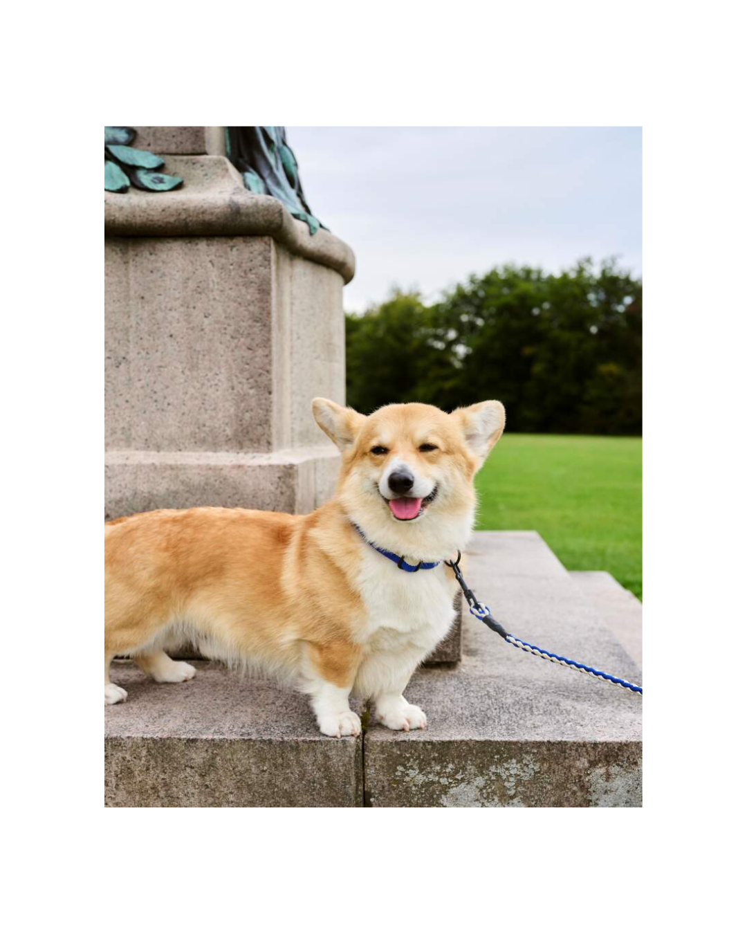 HAY Dogs Leash Braided M/L