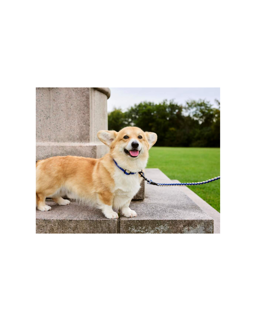 HAY Dogs Leash Braided M/L