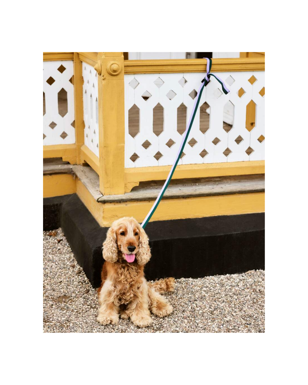 Hay Dogs Leash Flat M/L Lavender Green