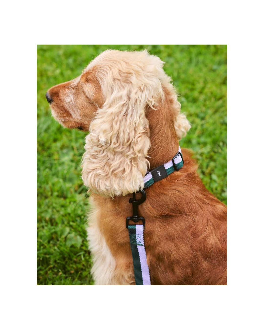 Dogs Collar Flat S/M Lavender