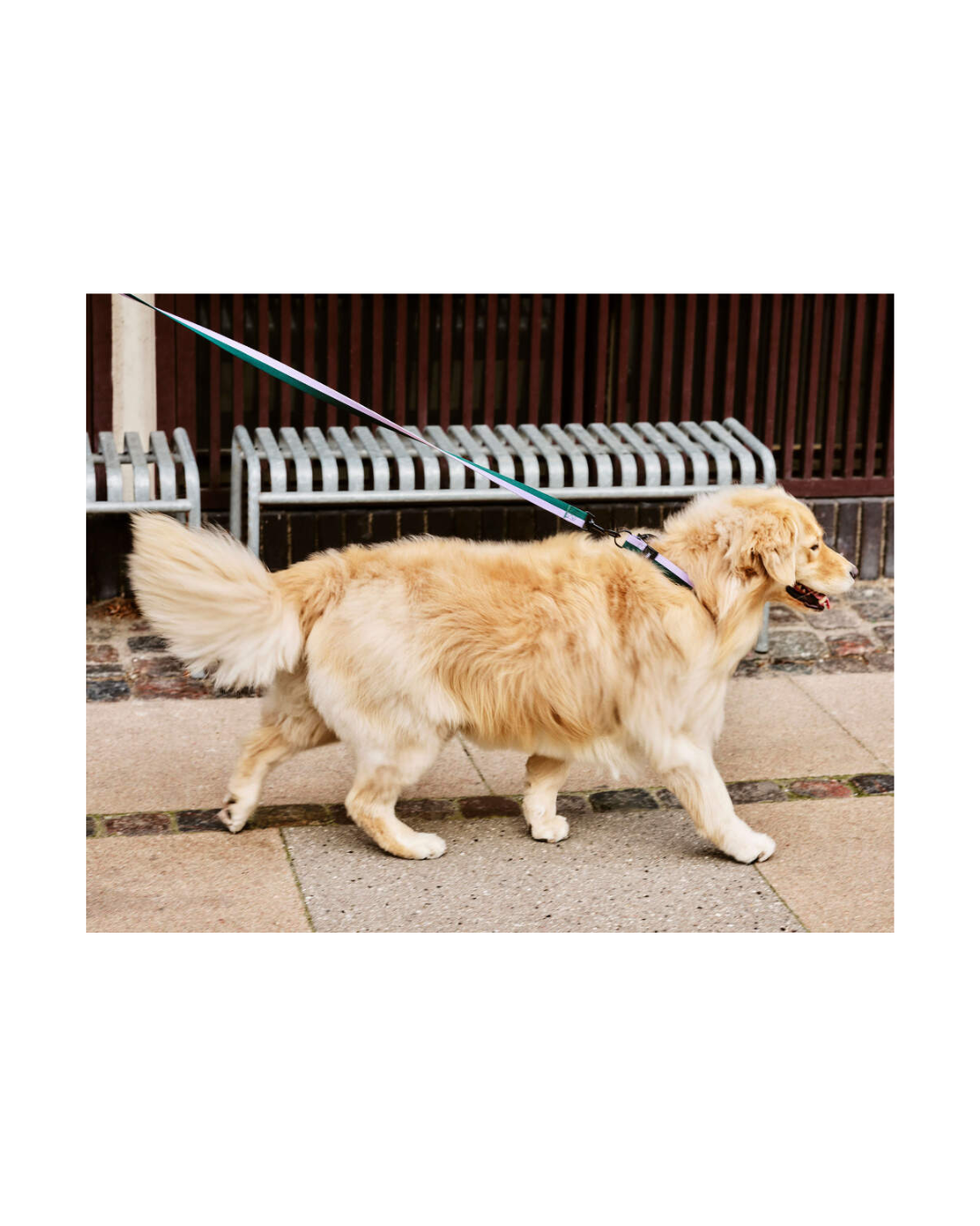 Dogs Collar Flat S/M Lavender