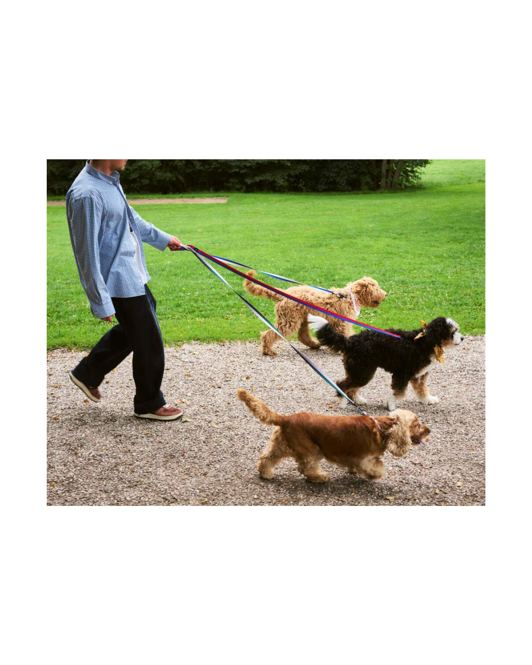 Dogs Collar Flat S/M Red Blue